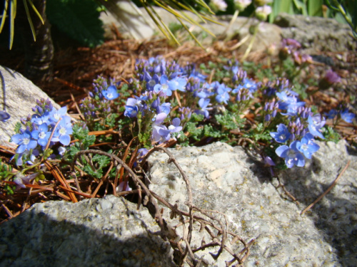 Camassia quamash