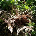 Athyrium niponicum var. pictum 'Ursula's Red'