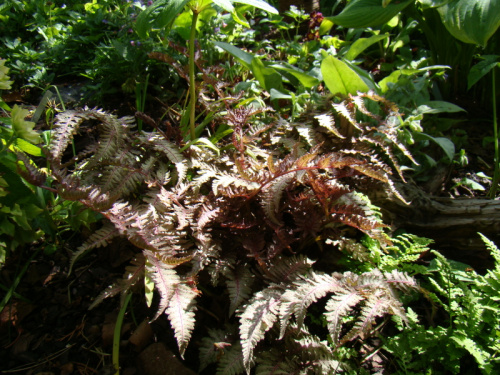 Athyrium niponicum var. pictum 'Ursula's Red'