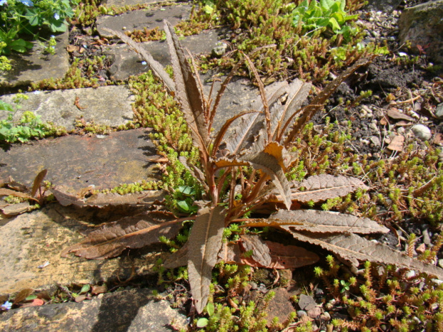 Rumex flexuosus