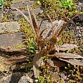 Rumex flexuosus