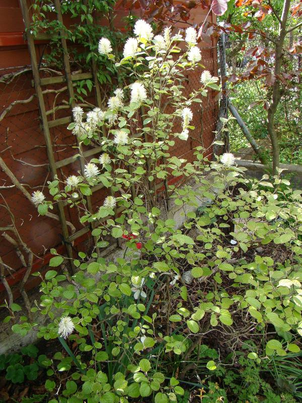 Fothergilla major