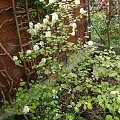 Fothergilla major