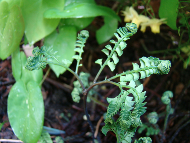 Adiantum aleuticum 'Subpumilum'