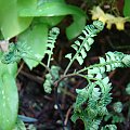 Adiantum aleuticum 'Subpumilum'