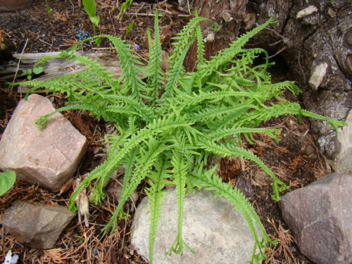 Athyrium filix-femina 'dre's dagger'