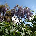 Wisteria floribunda