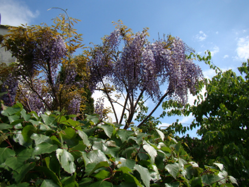 Wisteria floribunda