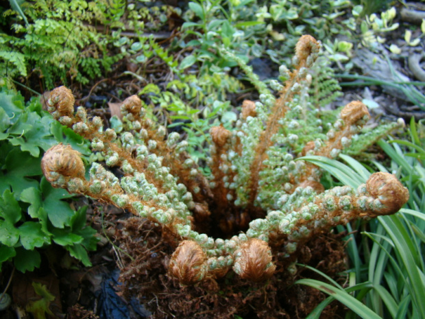 Polystichum setiferum 'Plumosum Densum'