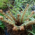 Polystichum setiferum 'Plumosum Densum'