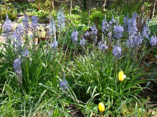 Camassia quamash