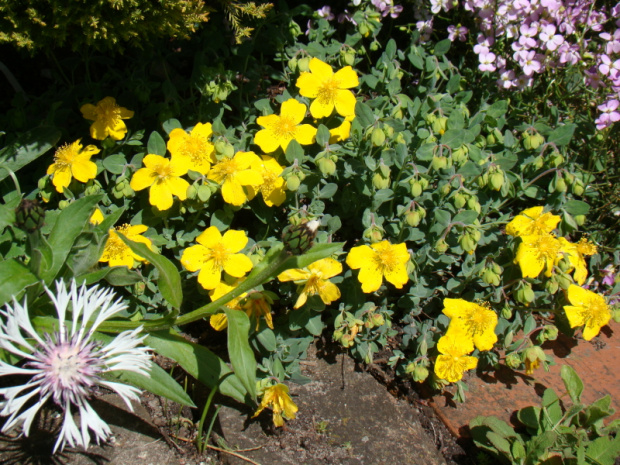 Hypericum cerastioides