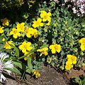 Hypericum cerastioides