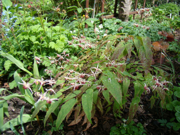 Epimedium 'Domino'