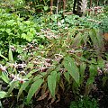 Epimedium 'Domino'