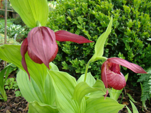 Cypripedium sp.