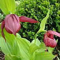 Cypripedium sp.