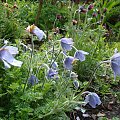 Pulsatilla turczaninowii