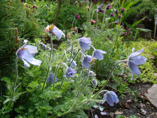 Pulsatilla turczaninowii