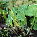 Phyllitis scolopendrium 'Angustifolia'