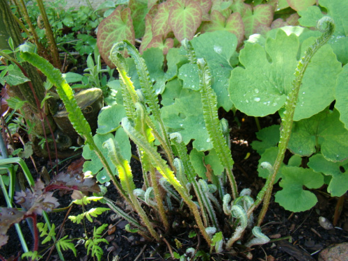 Phyllitis scolopendrium 'Angustifolia'