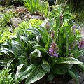 Dactylorhiza majalis