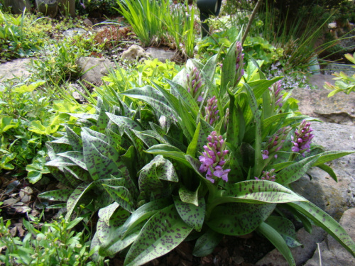 Dactylorhiza majalis