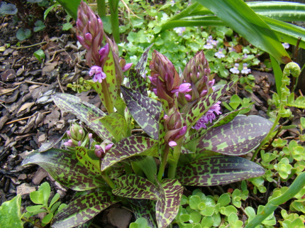 Dactylorhiza majalis