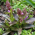 Dactylorhiza majalis