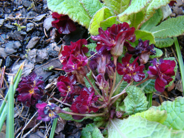 Primula 'Captain Blood'