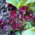 Primula 'Captain Blood'