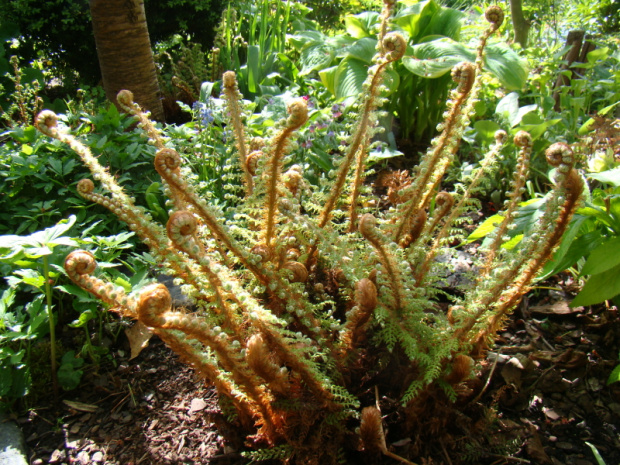 Polystichum setiferum