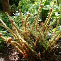 Polystichum setiferum