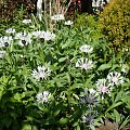 Centaurea montana 'Alba'