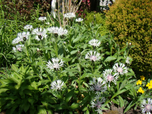 Centaurea montana 'Alba'