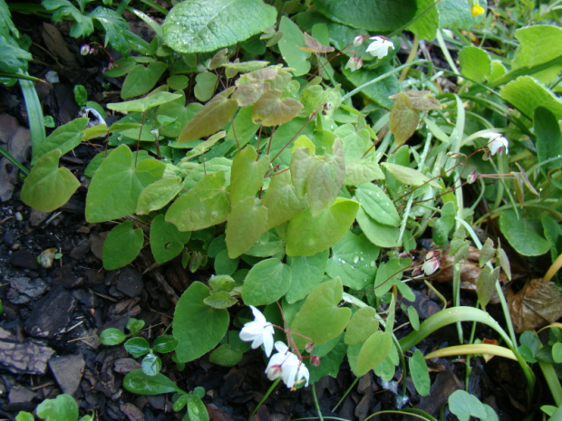 Epimedium 'Alabaster'