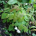 Epimedium 'Alabaster'