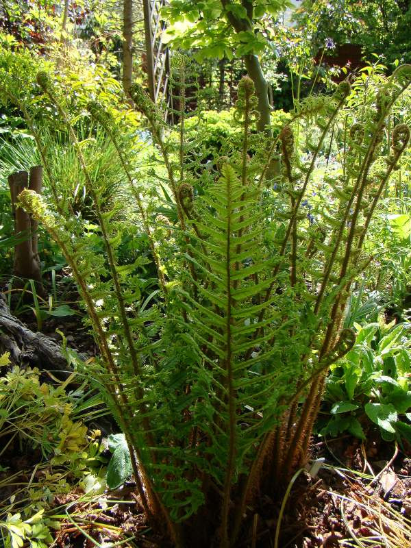 Dryopteris affinis 'Cristata The King'