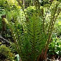 Dryopteris affinis 'Cristata The King'