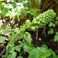 Wulfenia carinthiaca 'Alba'