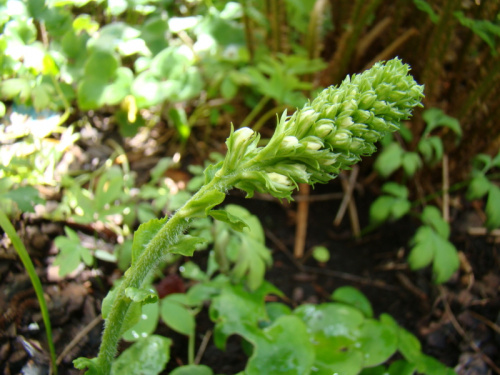 Wulfenia carinthiaca 'Alba'