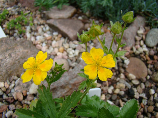 Potentilla aurea