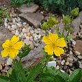 Potentilla aurea