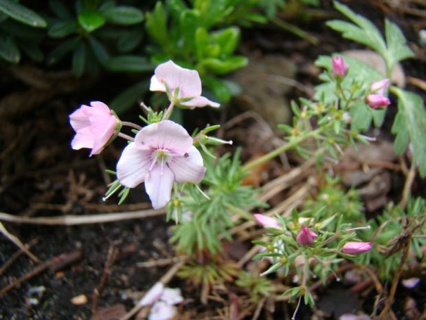 Veronica armena 'Rosea'