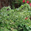 Polygonatum 'Striatum'