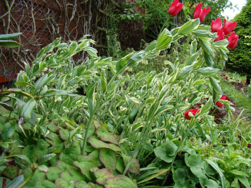 Polygonatum 'Striatum'