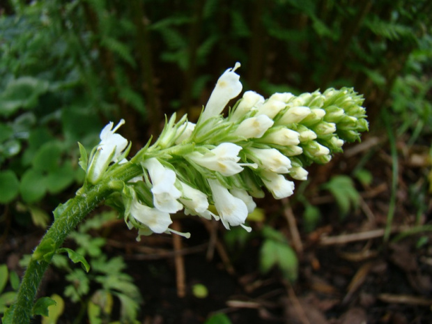 Wulfenia carinthiaca 'Alba'