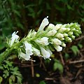 Wulfenia carinthiaca 'Alba'