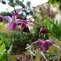 Epimedium grandiflorum 'Lilafee'