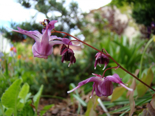 Epimedium grandiflorum 'Lilafee'